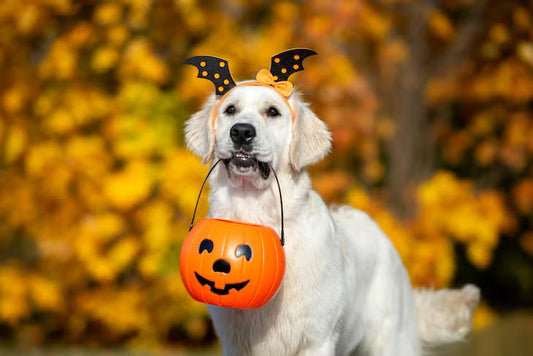 ハロウィン仮装をしたゴールデンレトリバー｜犬用コスチューム・ペット服通販