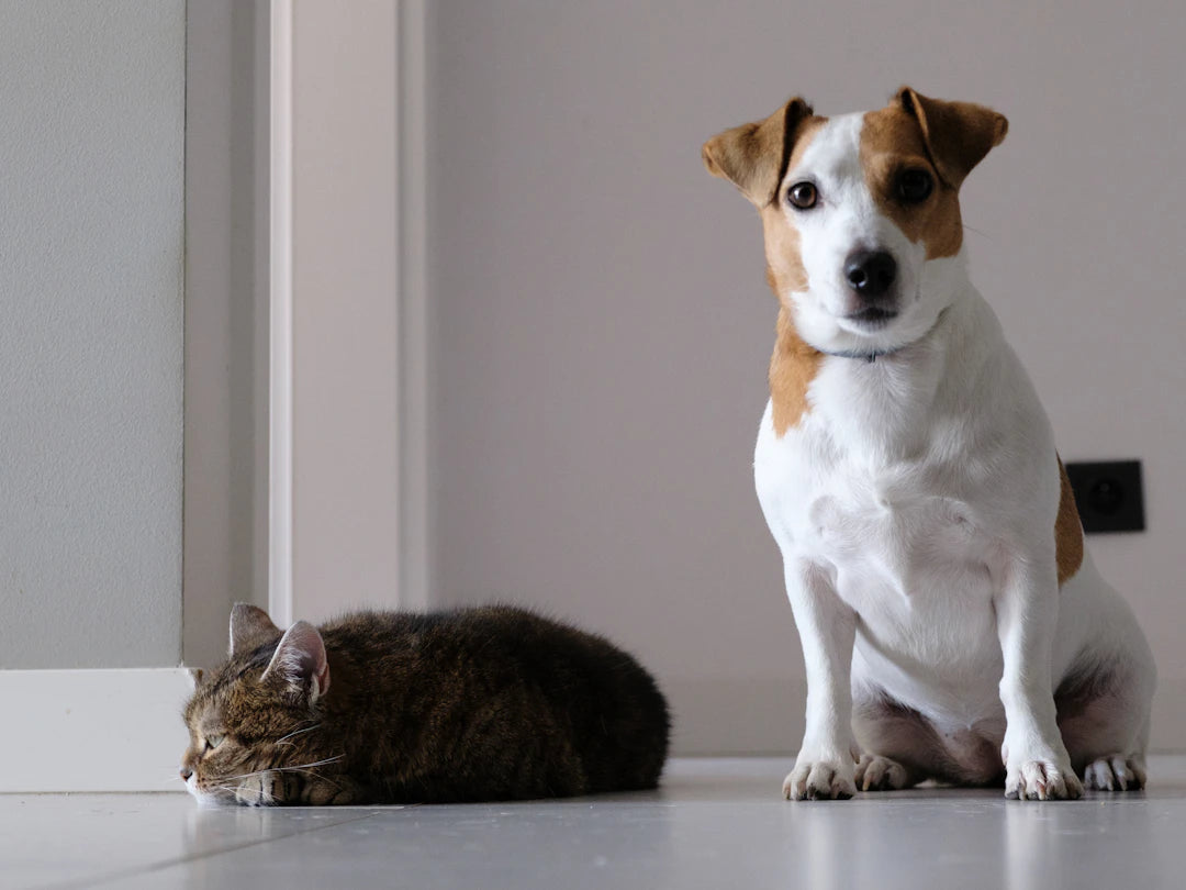 犬と猫のデザイントレンド：愛らしさとスタイルを肩入れ