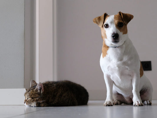 犬と猫のデザイントレンド：愛らしさとスタイルを肩入れ