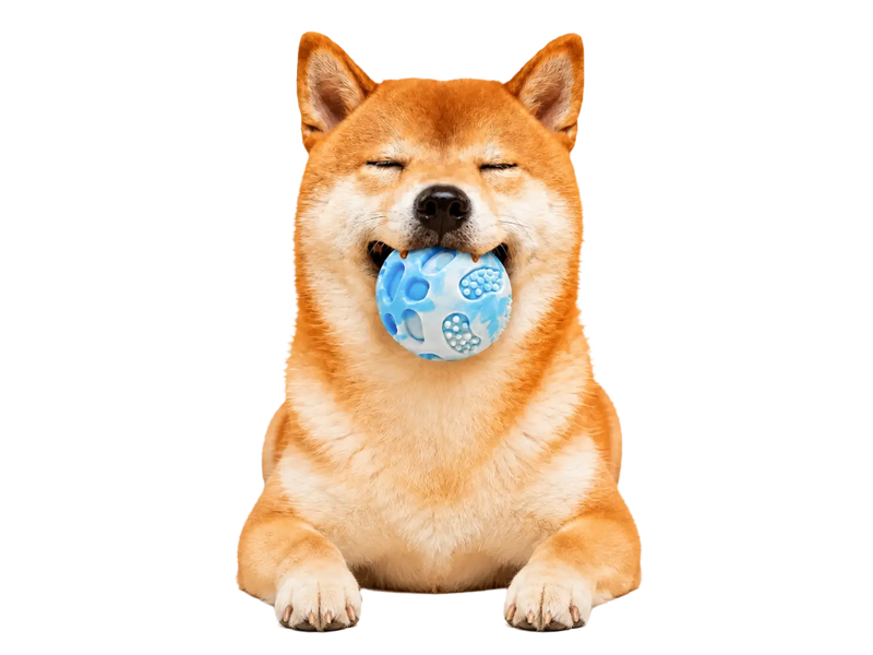 かわいい柴犬がおもちゃで遊んでいる