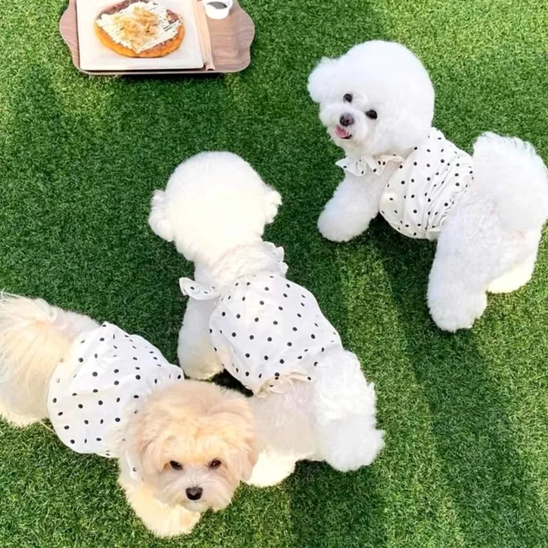 犬猫用ドットワンピース｜夏のペット服 チワワ・ビション・フレブル対応 薄手コットン｜PetoPop