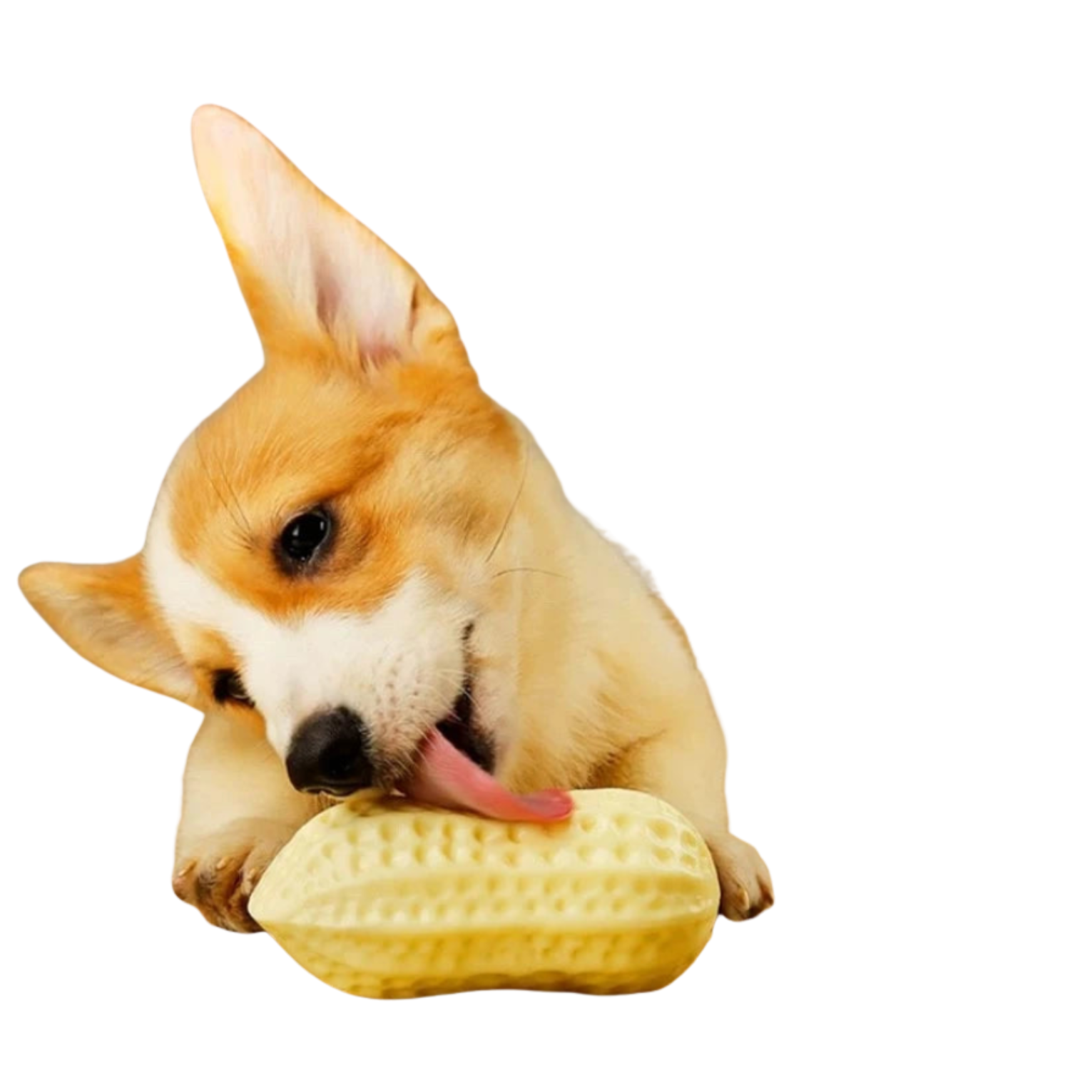 TPR素材の犬用ピーナッツ型サウンドトイ（歯みがき効果付き噛むおもちゃ）、舌を出して舐めているコーギー