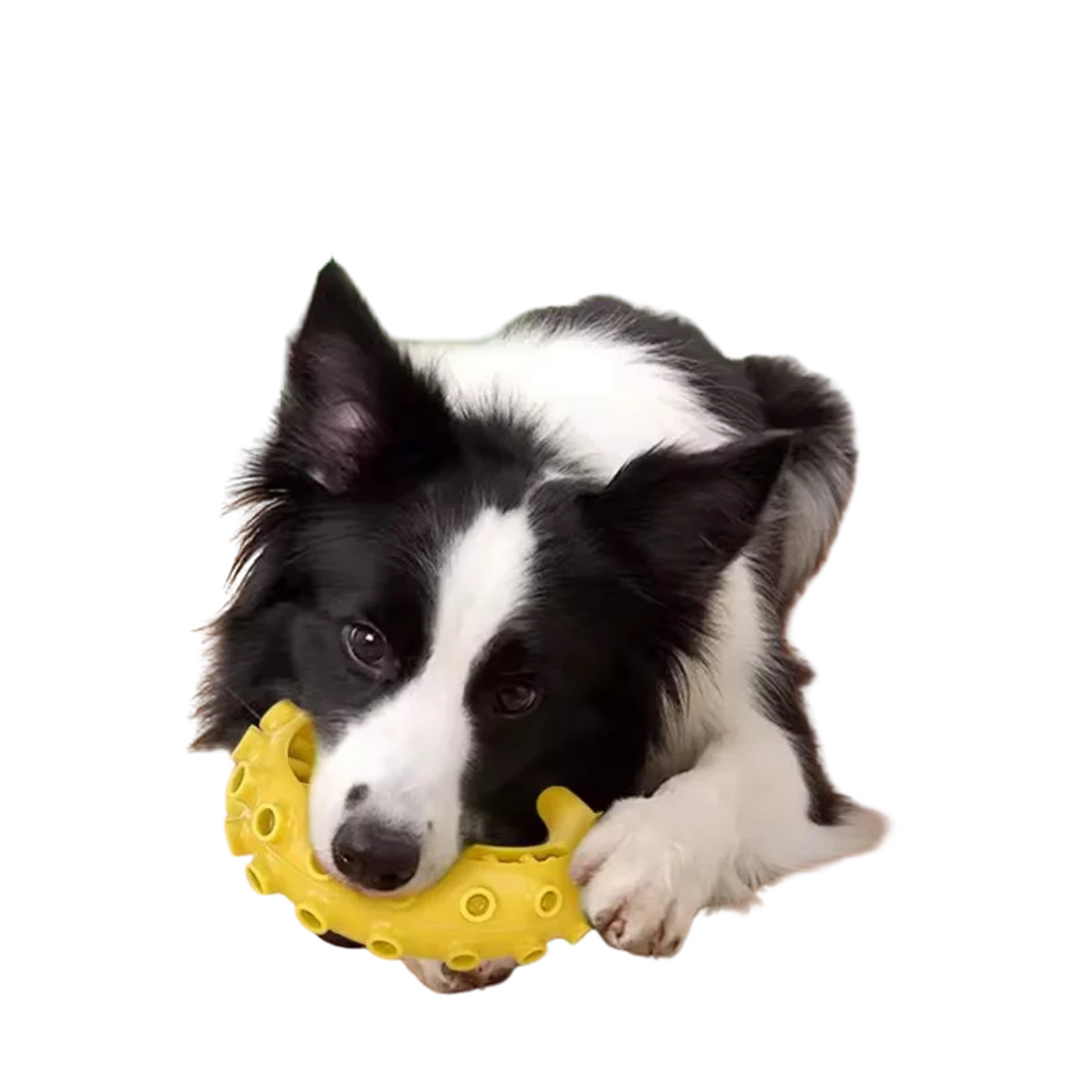 小中型犬用TPRデンタルトイ（黄色）はPetopop製で、犬が噛んで遊んでいる様子が写っています。