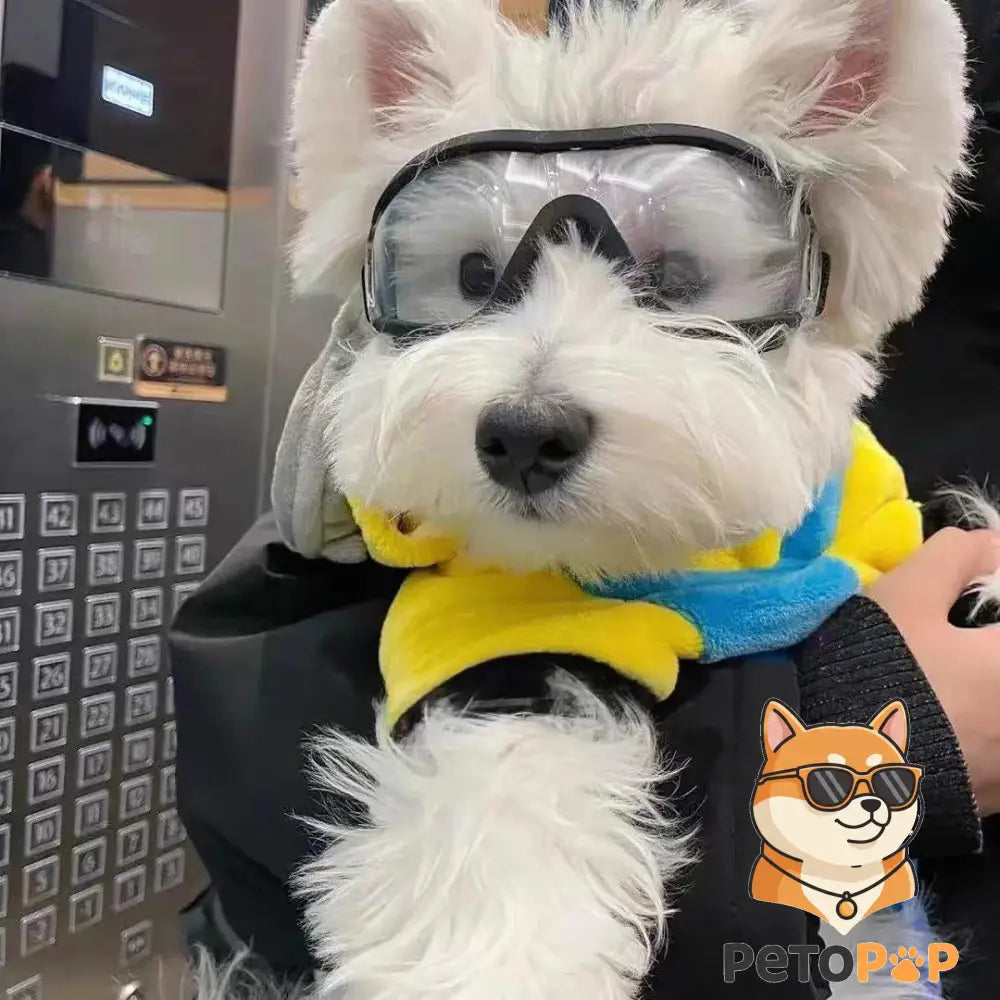 曇り止めと防風防塵機能付きのペット用ドッグゴーグル、Petopop製、犬が着用、エレベーター内
