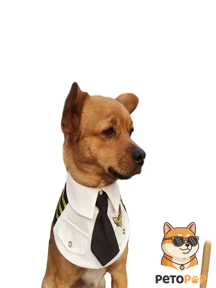 "Captain America Cosplay Costume for Dogs and Cats – shown in use